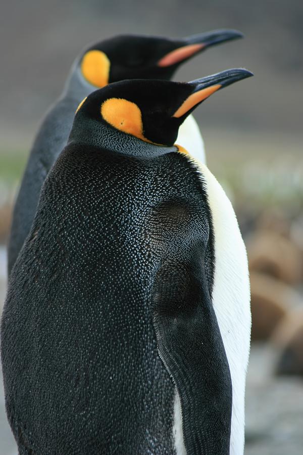 King Penguins #6 Photograph by Amanda Stadther