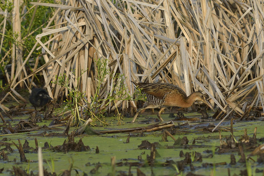 King Rails In A Wetland Photograph