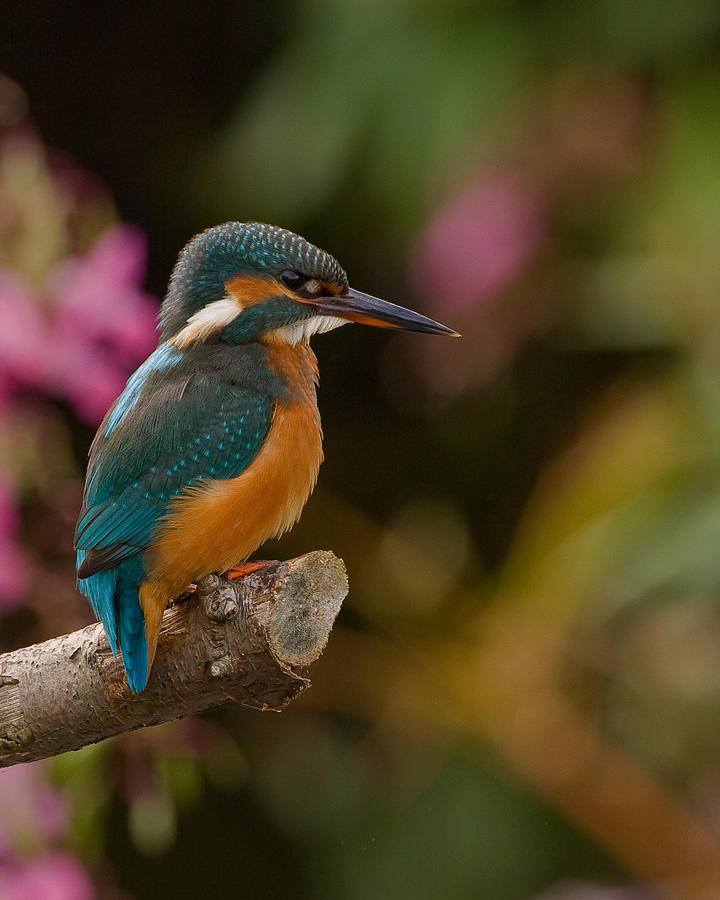 Kingfisher #6 Photograph by Paul Scoullar