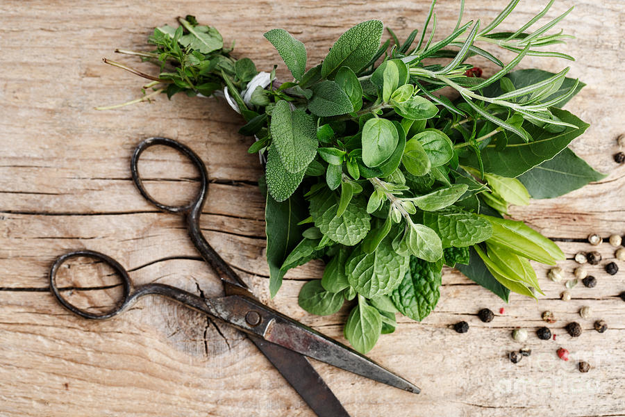 Kitchen Herbs Photograph