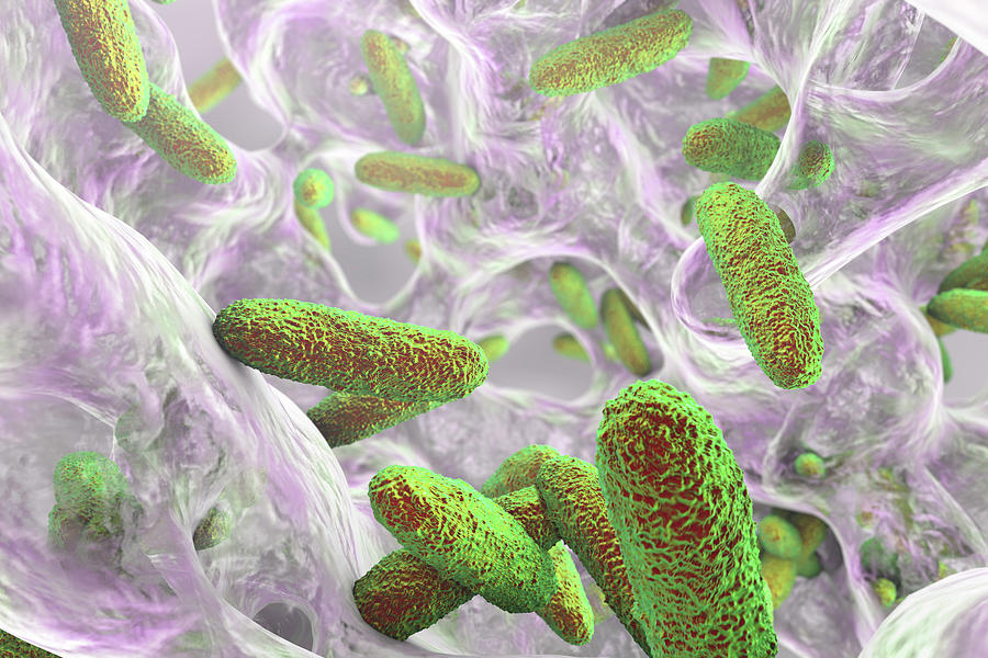 Klebsiella Pneumoniae Bacteria #6 Photograph by Kateryna Kon/science Photo Library