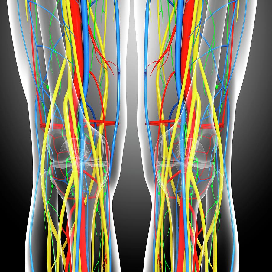 Knee Anatomy #6 Photograph By Pixologicstudio Science Photo Library 