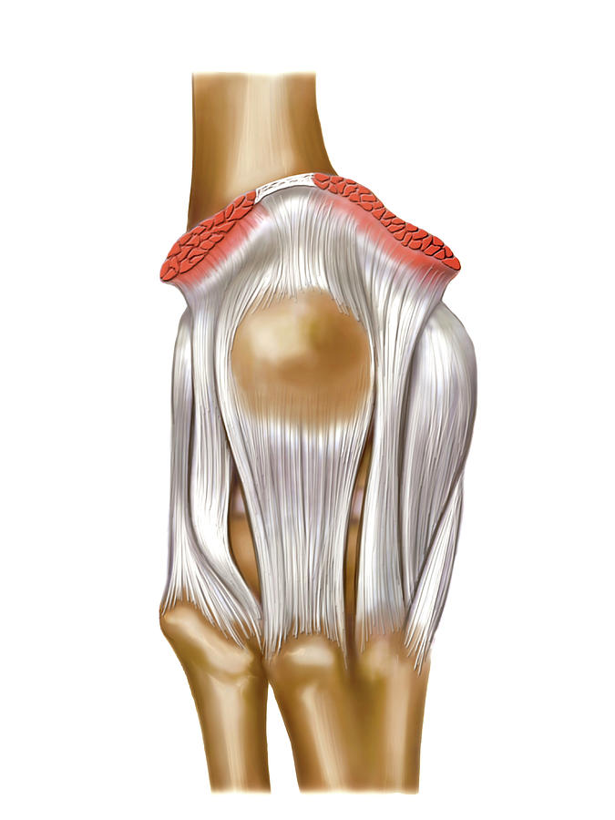 Knee Joint Photograph By Asklepios Medical Atlas - Fine Art America