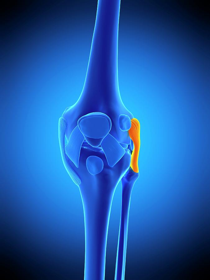 Knee Ligament Photograph by Sebastian Kaulitzki/science Photo Library ...