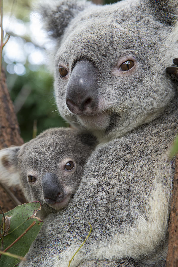 Koala Mother And  Joey  Photograph by Suzi Eszterhas