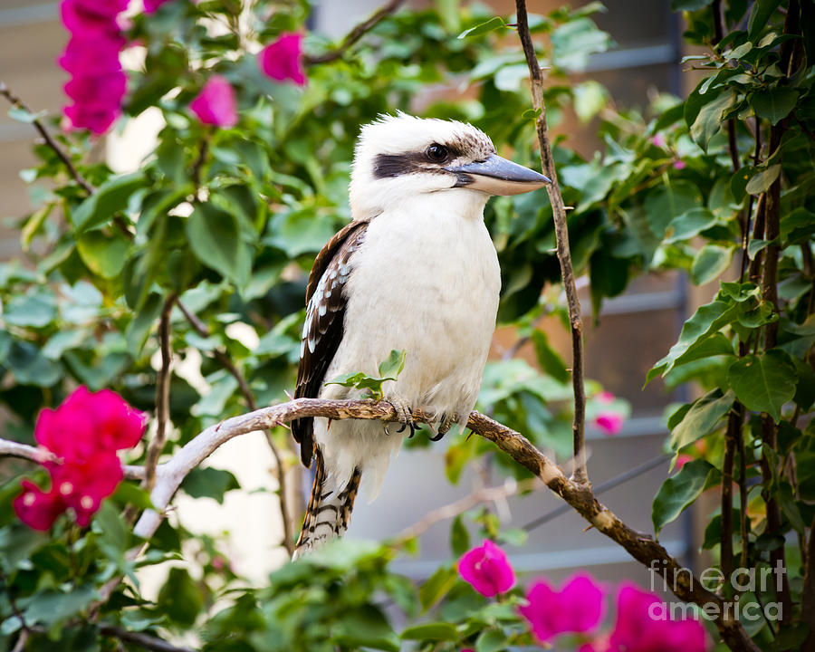 Animal Photograph - Kookaburra #6 by THP Creative