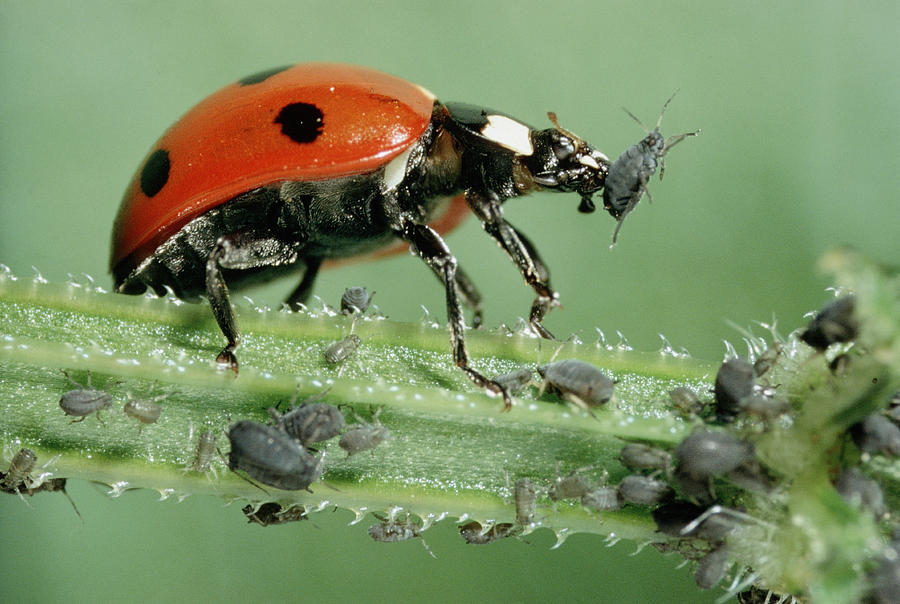 Ladybird Beetle #6 Photograph by Perennou Nuridsany