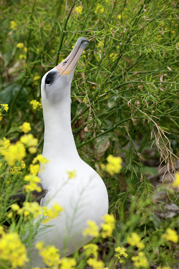 Wildlife Photograph - Laysan Albatross (phoebastria #6 by Daisy Gilardini
