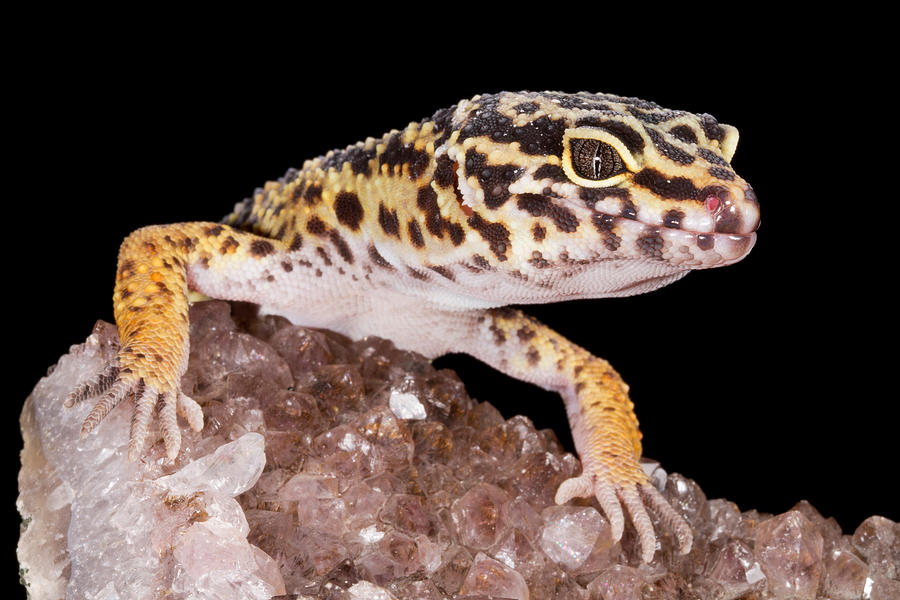 Leopard Gecko Eublepharis Macularius #6 Photograph by David Kenny