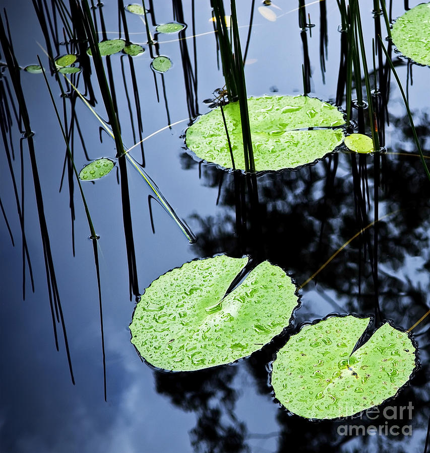 Lilly Pad Pond Photograph