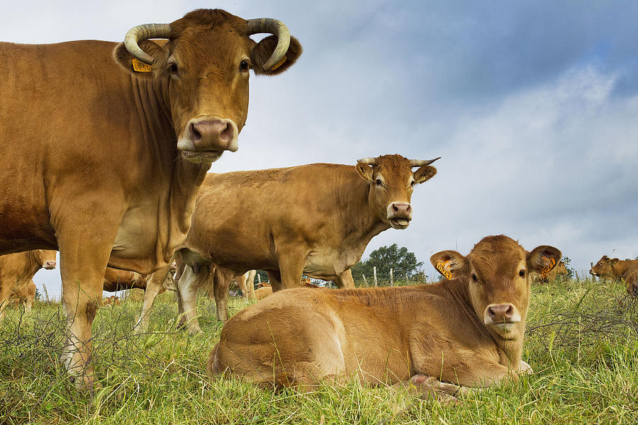 Limousin Cattle #6 Photograph by Jean-Michel Labat