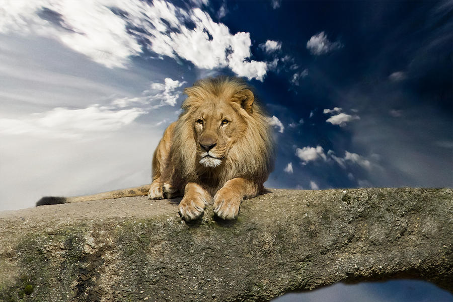 Lion Photograph - Lion #6 by Christine Sponchia