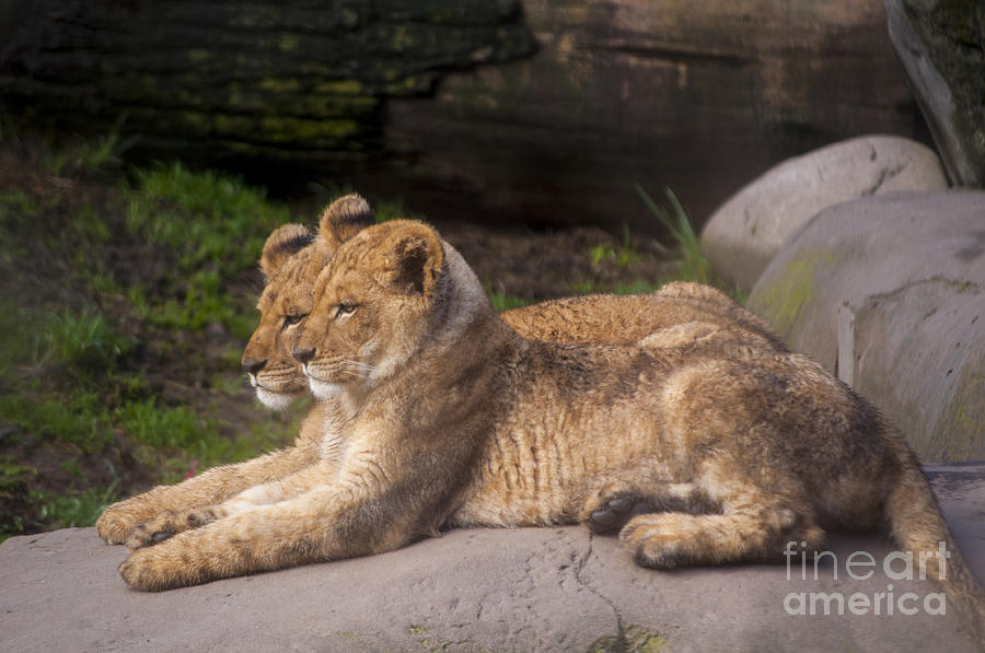 Portland Photograph - Lion Cubs #6 by M J