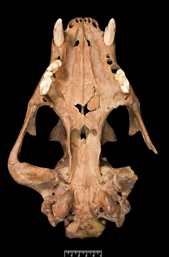 Lion Skull #6 Photograph by Natural History Museum, London/science Photo Library