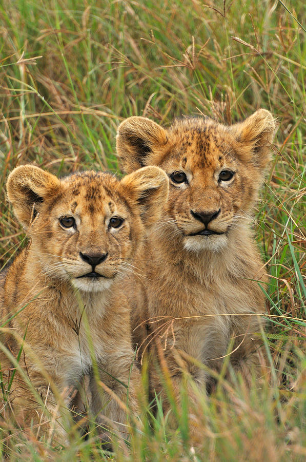 Lion with cubs Photograph by Mark Rasmussen - Fine Art America