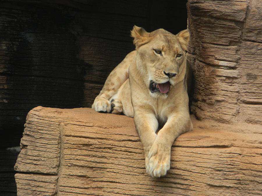 Wildlife Photograph - Lioness #4 by Brad Kennedy