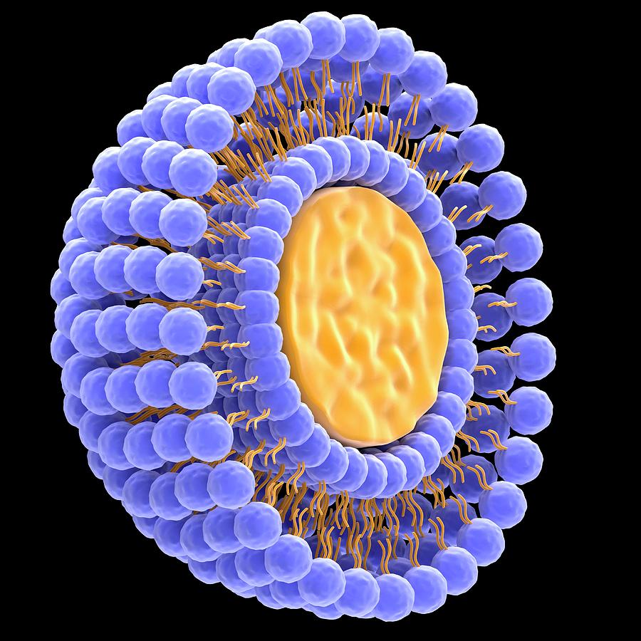 Artificial Photograph - Liposome by Alfred Pasieka/science Photo Library