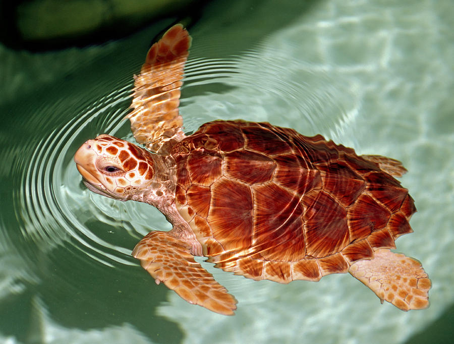 Loggerhead Sea Turtle #6 Photograph by Millard H. Sharp