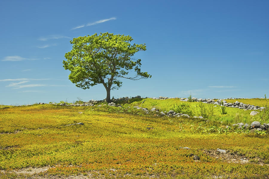 Lone Tree With Blue Sky In Blueberry Field Maine #6 Photograph by Keith Webber Jr