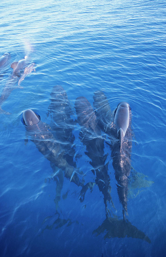 Long-finned Pilot Whales #6 Photograph by Christopher Swann/science Photo Library
