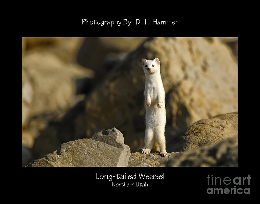 Long-tailed Weasel #6 Photograph by Dennis Hammer
