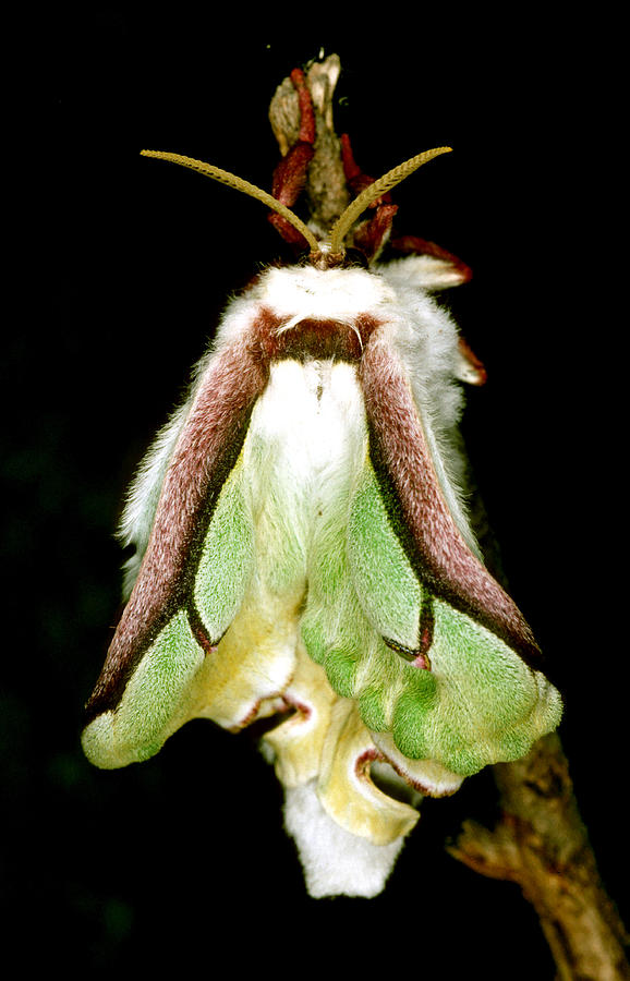 Luna Moth Actias Luna #6 Photograph by Millard H. Sharp