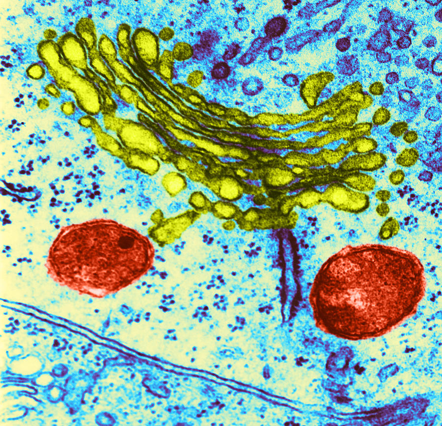 Lysosomes, Tem #6 Photograph by Science Source