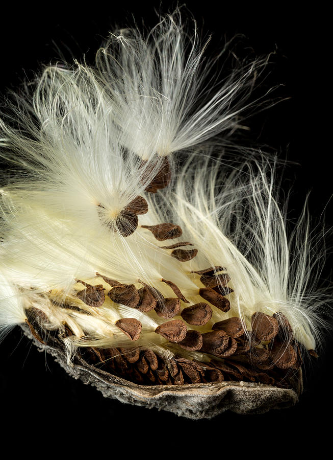 Macro Photo Of Swamp Milkweed Seed Pod Photograph By Steven Heap