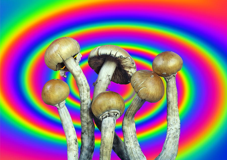 Magic Mushrooms Photograph by Martin Bond/science Photo Library