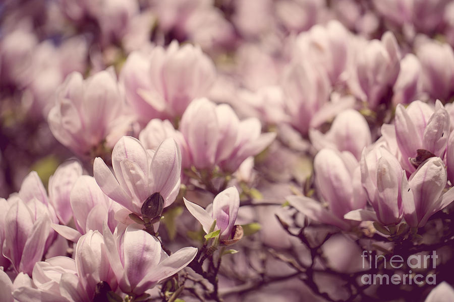 Magnolia Movie Photograph - Magnolia Flowers #6 by Nailia Schwarz
