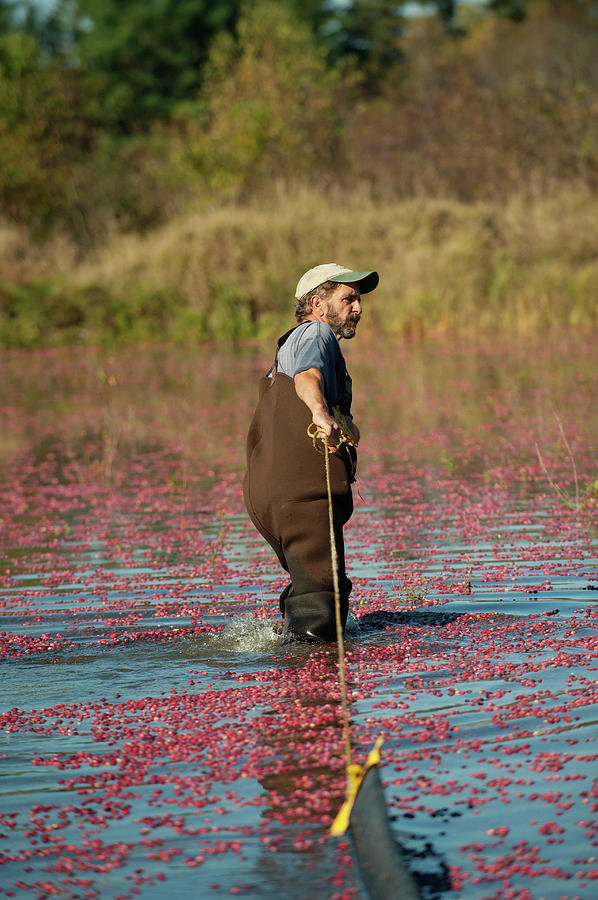 Nature Photograph - Maine Wet Cranberry Harvesting #6 by Brian Fitzgerald