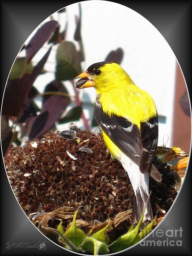Male American Goldfinch #6 Painting by J McCombie