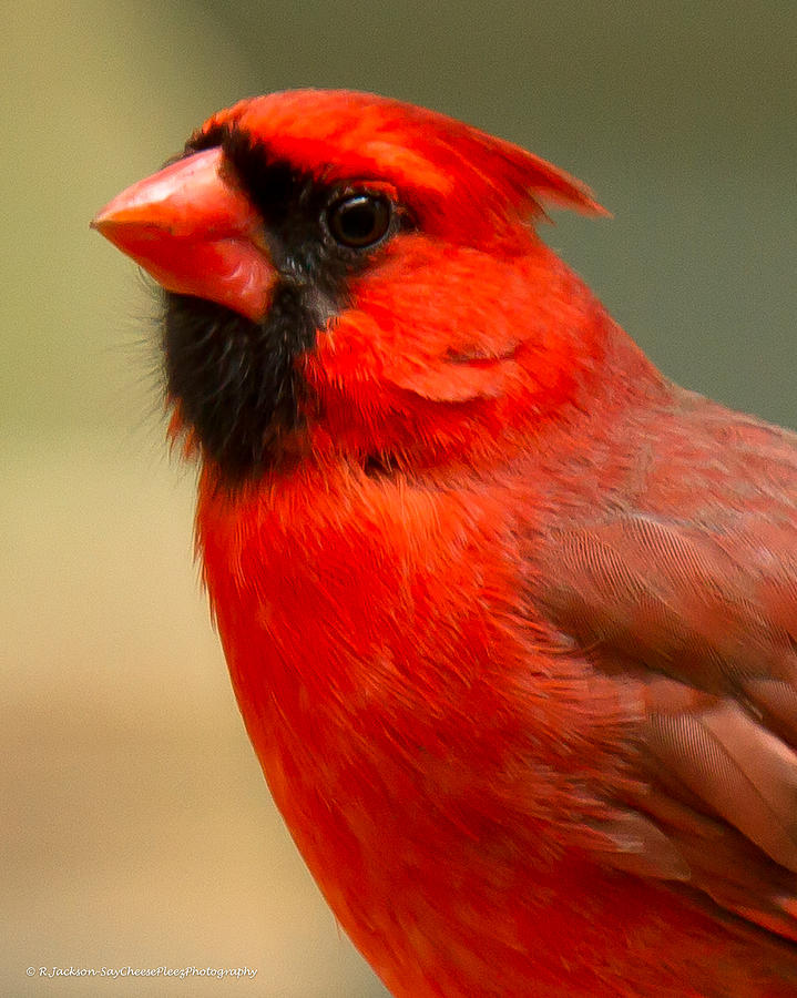 Male Cardinal #6 Photograph by Robert L Jackson