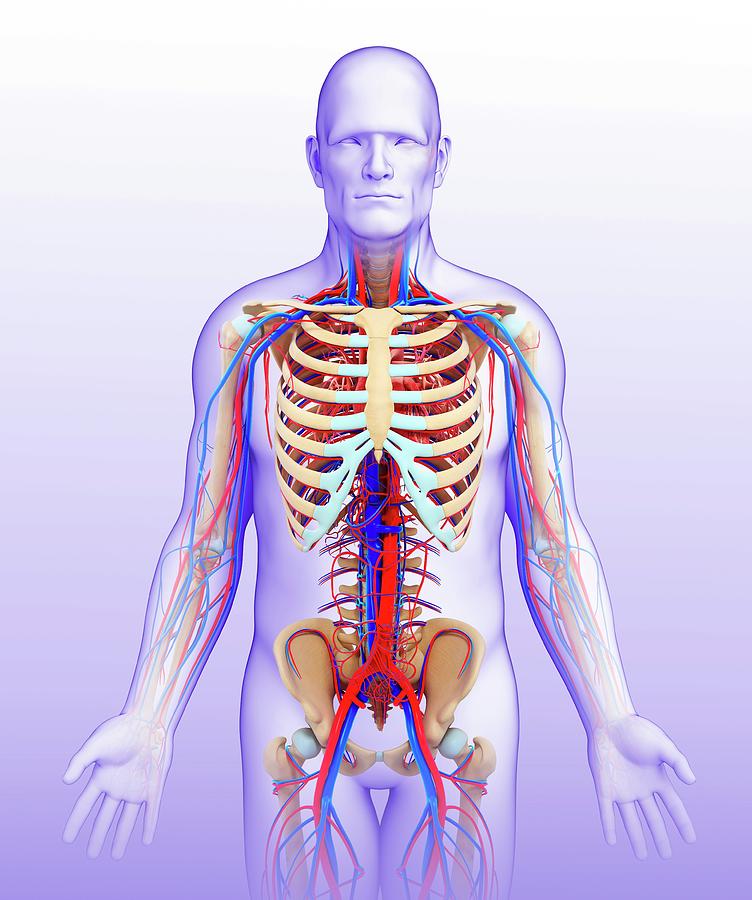 Male Circulatory System Photograph by Pixologicstudio/science Photo ...