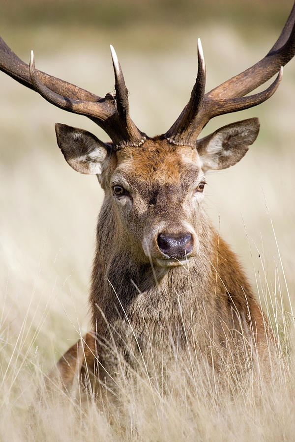 Male European Red Deer Photograph by John Devries/science Photo Library ...