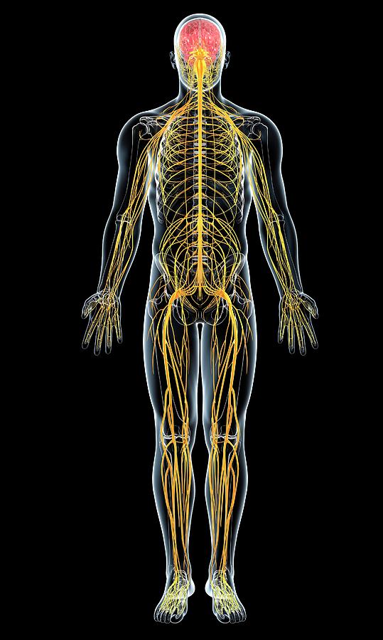 Male Nervous System Photograph by Pixologicstudio/science Photo Library ...