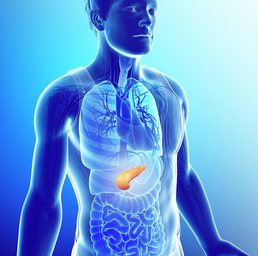 Male Pancreas Photograph by Pixologicstudio/science Photo Library ...