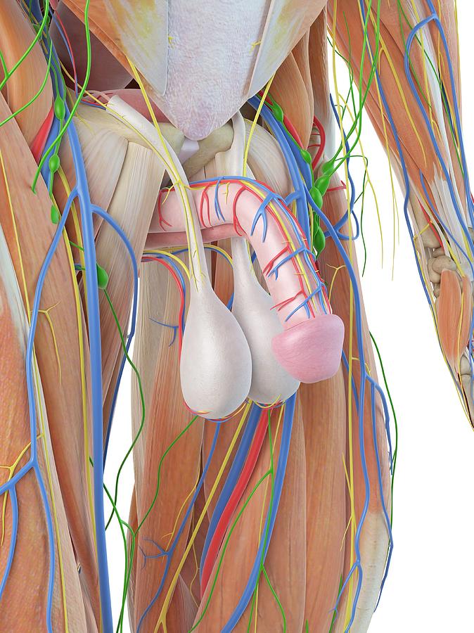Illustration Photograph - Male Penis Anatomy #6 by Sciepro