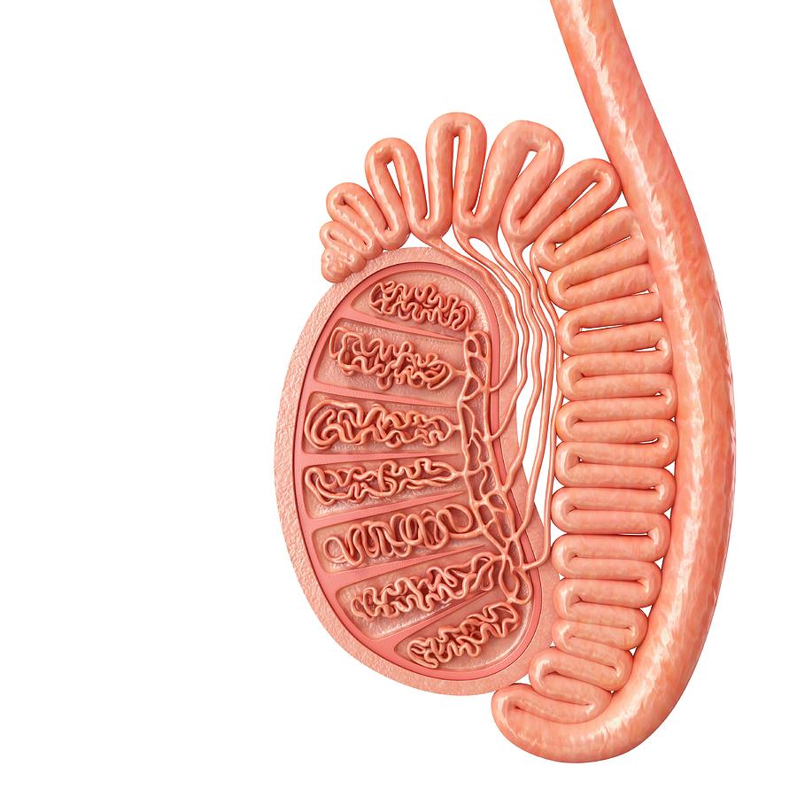 Male Testis Anatomy #6 Photograph by Pixologicstudio/science Photo Library