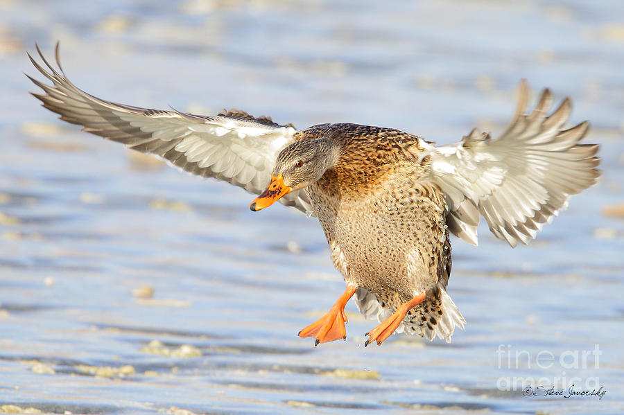 Mallard Duck #6 Photograph by Steve Javorsky