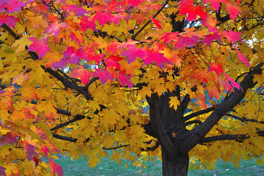 McHenry County Fall Color #6 Photograph by Ray Mathis