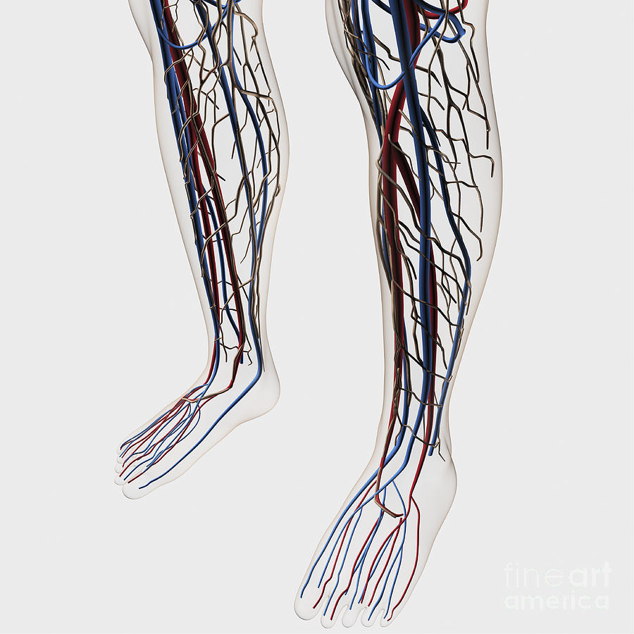 Medical Illustration Of Arteries, Veins Digital Art by Stocktrek Images ...