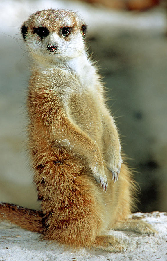 Nature Photograph - Meerkat #6 by Millard H. Sharp