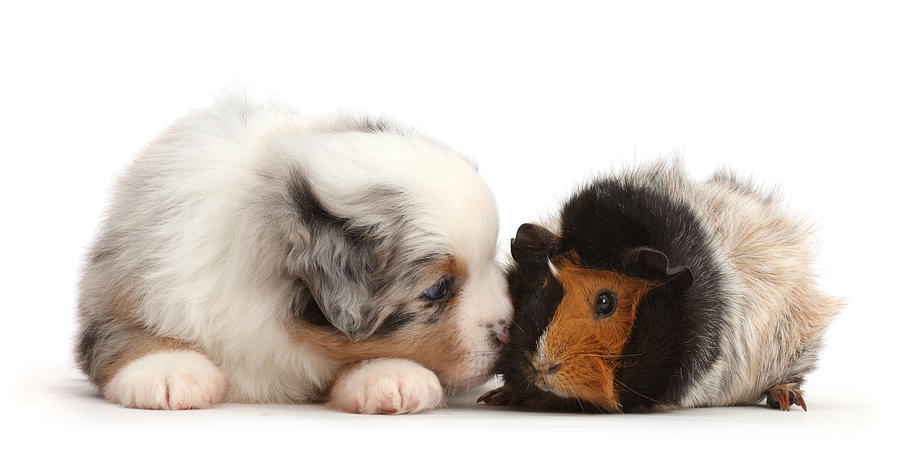 Miniature American Shepherd Puppy #6 Photograph by Mark Taylor
