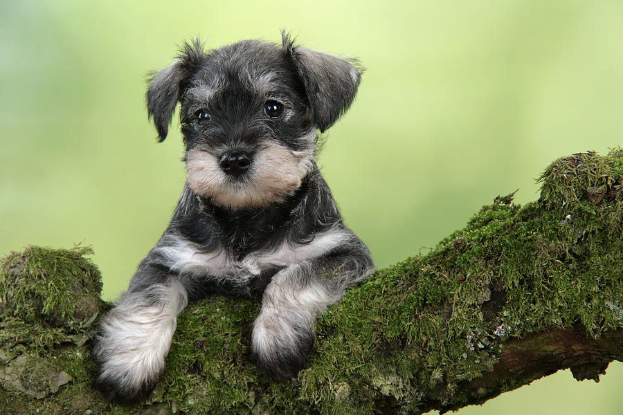 Miniature Schnauzer Puppy #6 Photograph by John Daniels