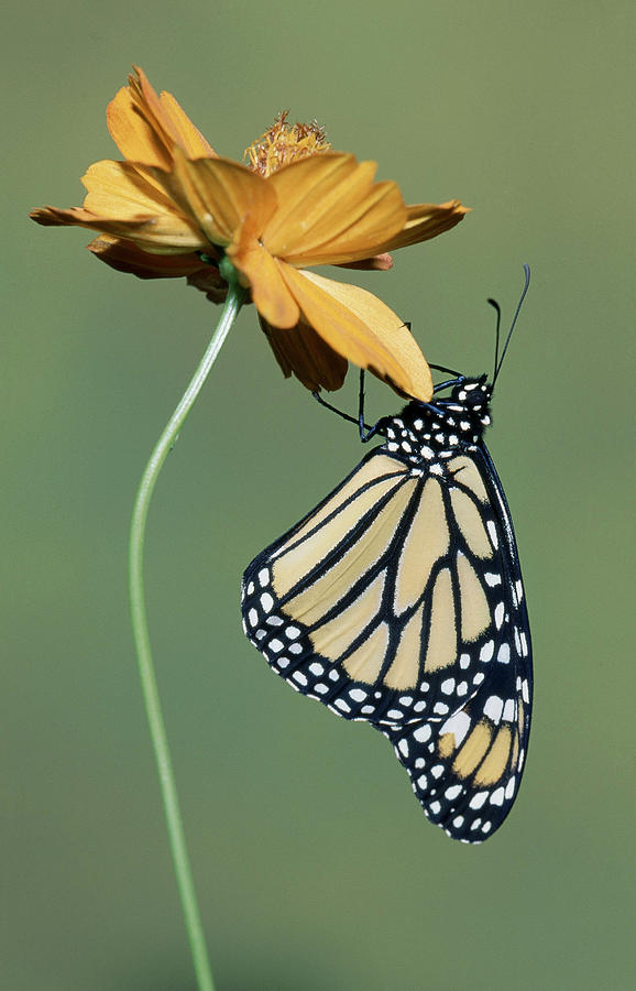 Monarch Butterfly Danaus Plexippus #6 Photograph by Millard H. Sharp