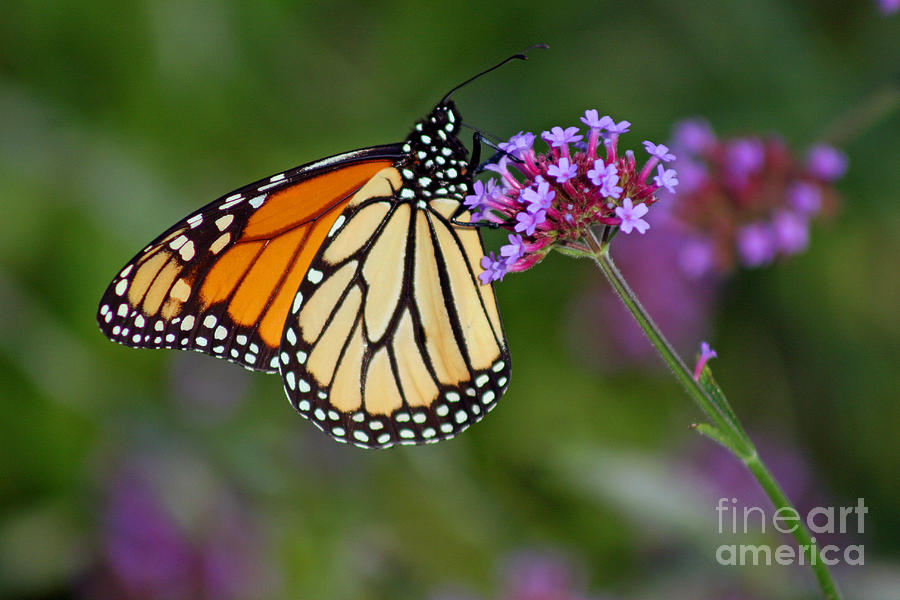 Monarch Butterfly In Garden Photograph