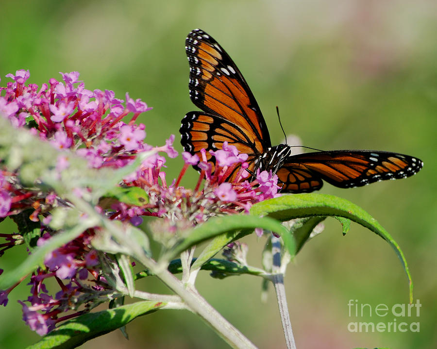 Monarch Butterfly #6 Photograph by Mark Dodd