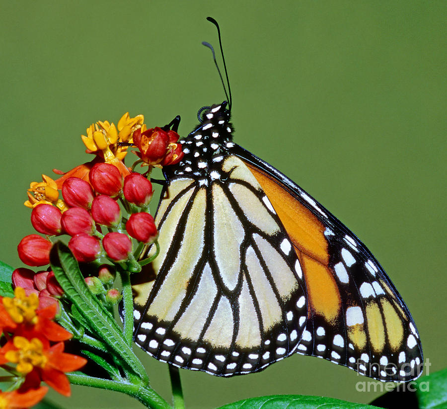 Monarch Butterfly #6 Photograph by Millard Sharp
