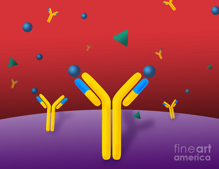 Monoclonal Antibodies #6 Photograph by Monica Schroeder / Science Source